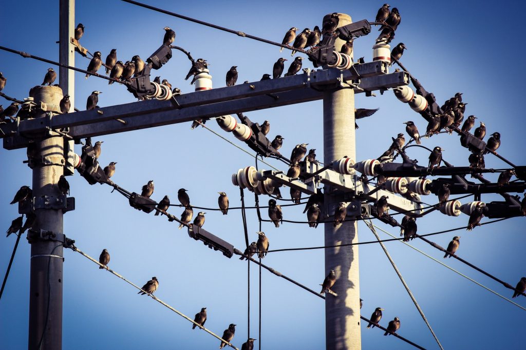 Birds of electricity wire
